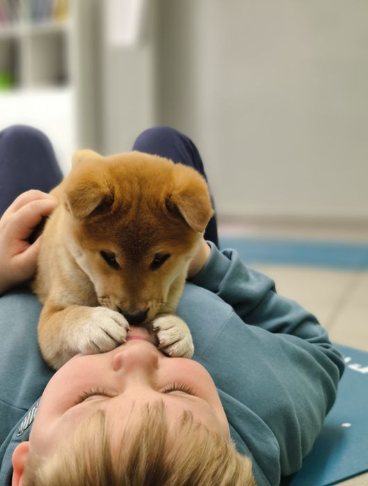 Shiba Inu śliczny piesk ZKwP/FCI