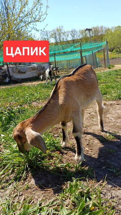Кози. Козенята. Англонубійські кози. Алпійські кози. Цап.