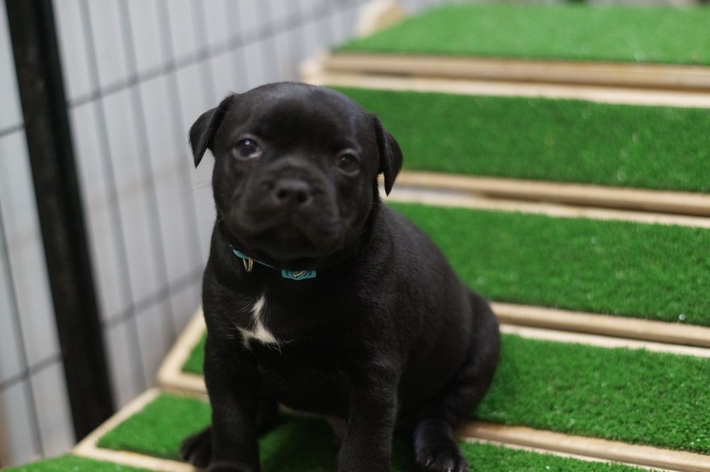 Staffordshire Bull Terrier