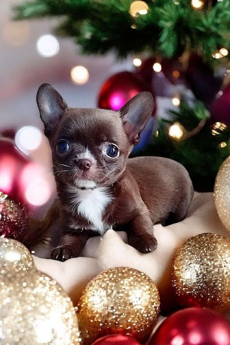 красуня дівчинка чихуахуа шоколад