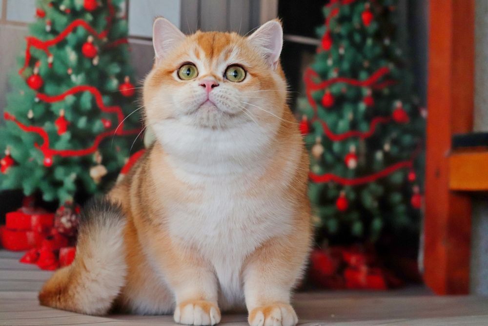 Куинси мальчик золотая шиншилла