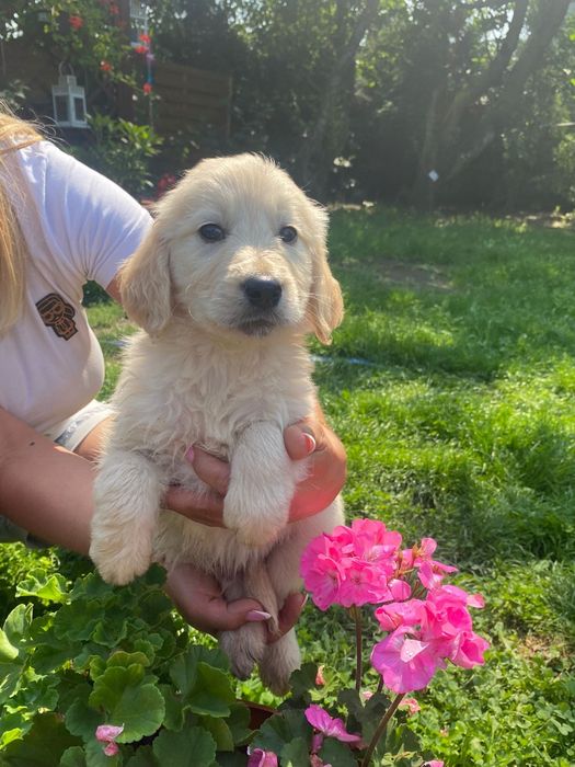 Golden retriever szczeniak Możliwy paszport!!