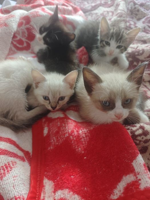Dou gatinhos urgente