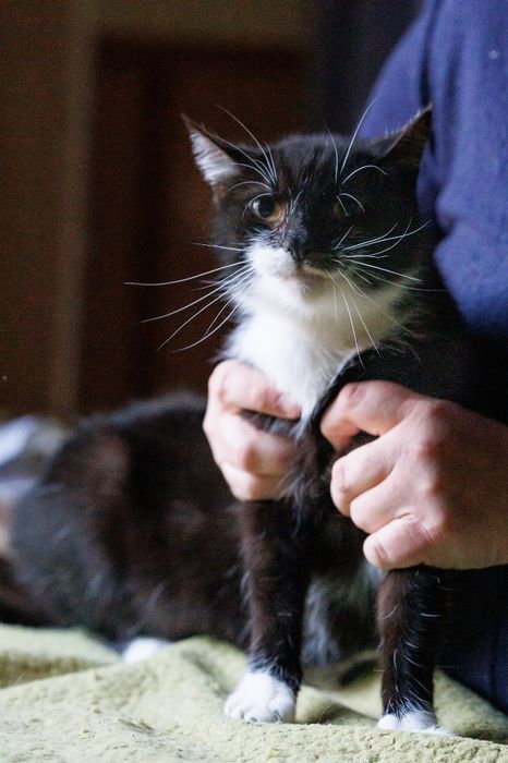 Czarno-biały kocurek Śliniak czeka na adopcję
