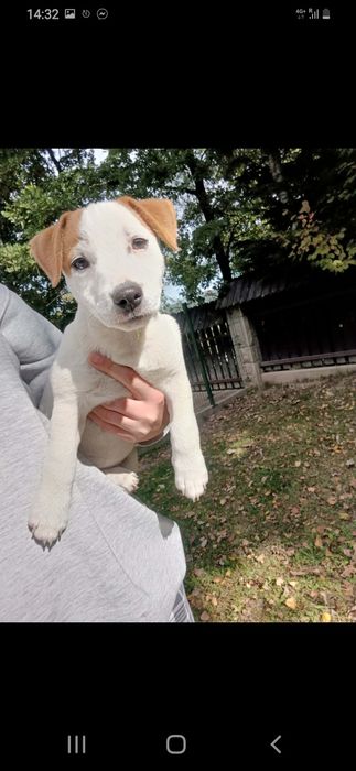 Jack russell terrier suczka nr.3 Stary sącz