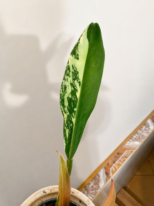 Philodendron carmel marble
