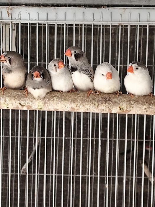 Várias mutações de Mandarins