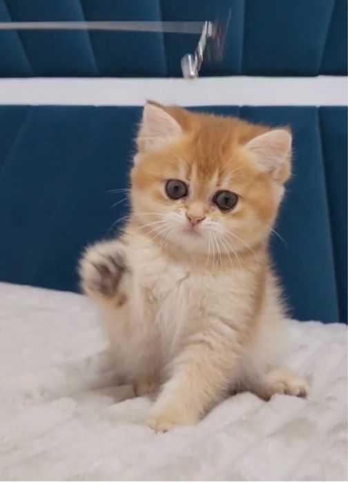 Котята британці та шотландці