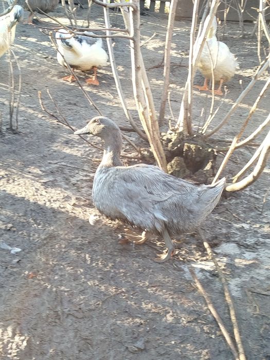 Качки блакитний фаворит