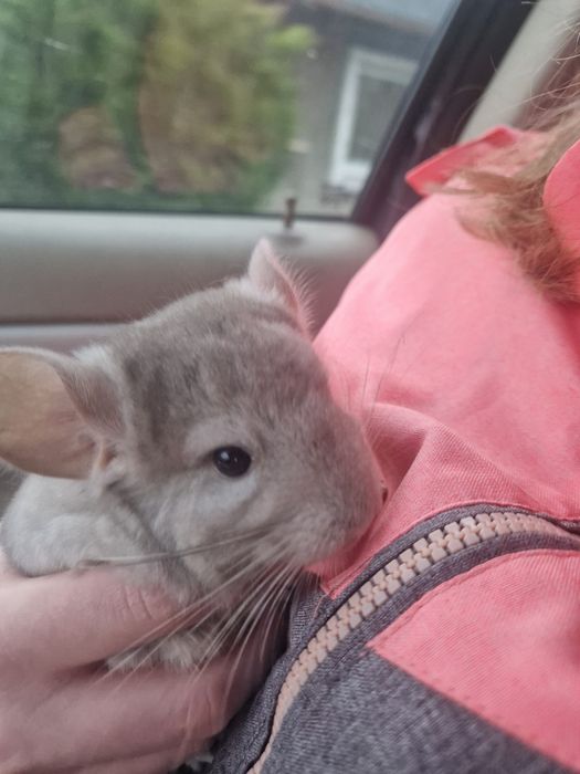 Witam sprzedam шиншила szynszyl chinchilla barwy beżowej. Szylek młody