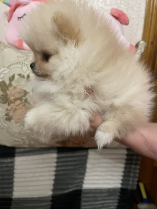 В'язка Померанський шпіц