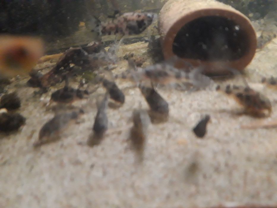 Dorsły Kirys pstry, kiryski  welonowe i zwykłe corydoras paletaus żag