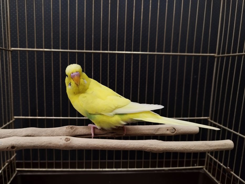 Papuga Falista MASSON