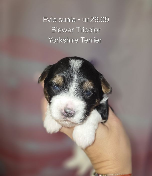 Idealna suczka Biewer Yorkshire Tricolor