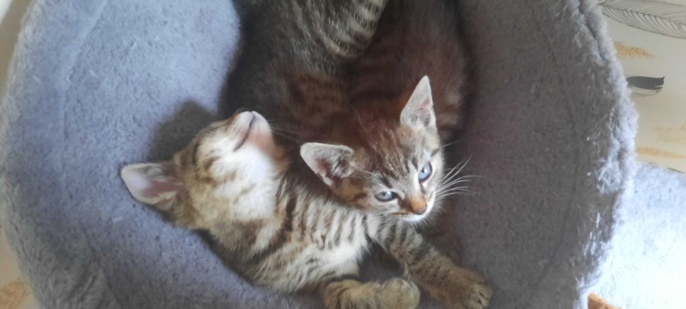 Kotki do adopcji