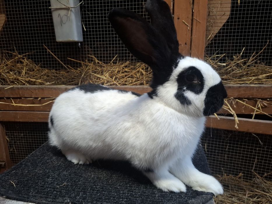 Samiec Srokacz Niemiecki