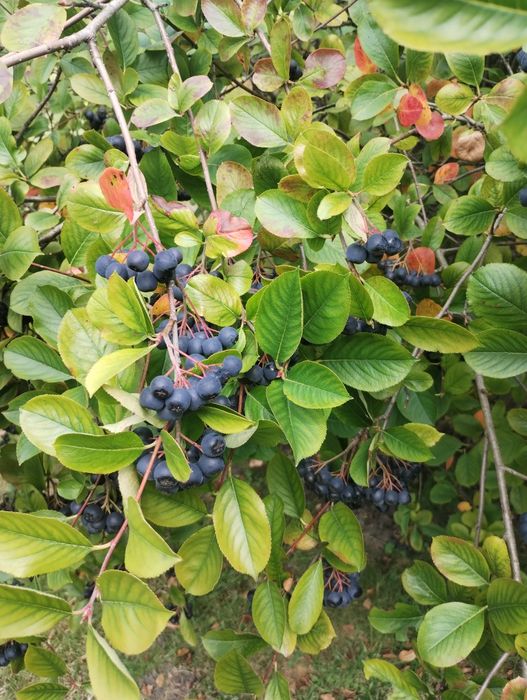 Aronia ekologiczna