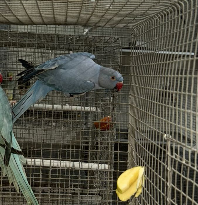 Ring neck femea violeta opalina