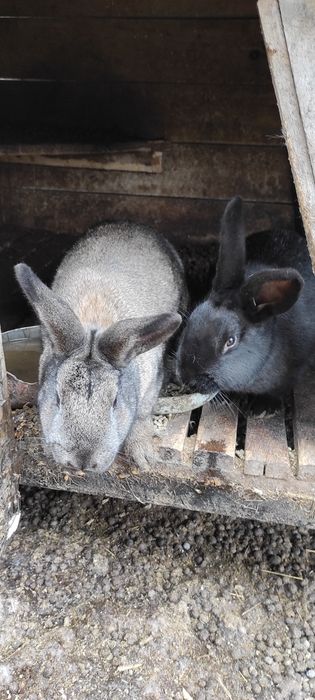 Кролики  різних порід