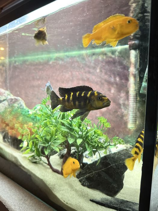 Sprzedam dorosłe pyszczaki