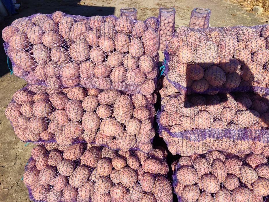 Продам картоплю белароса.6.5
