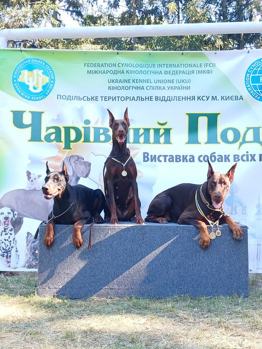 Доесирування собак Київ індивідуально ( площадка, виїздні)