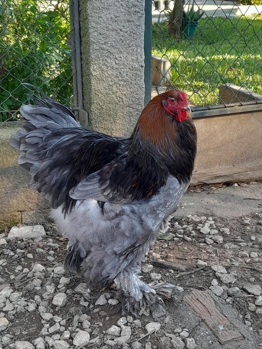 Galos Brahamas de 2024