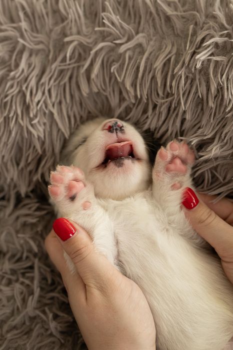 Коргі кардиган