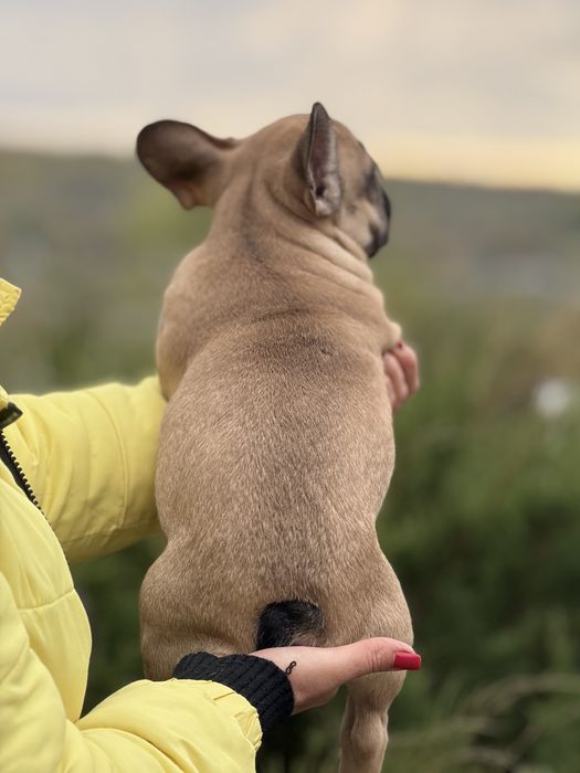 Неймовірна дівчинка з родовідом КСУ