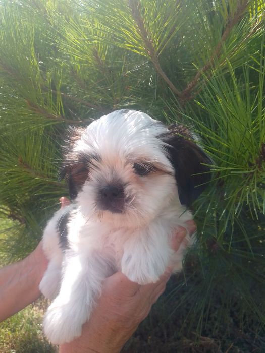 Хлопчик Ши-тцу. Гарний хлопчик без вад.