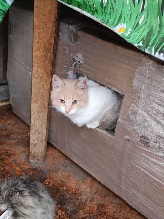 Кошенята шукають друзів і родину!