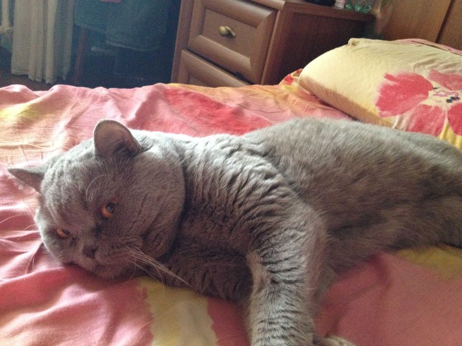 Шотландский прямоухий кот приглашает на вязку вислоухих и прям кошечек