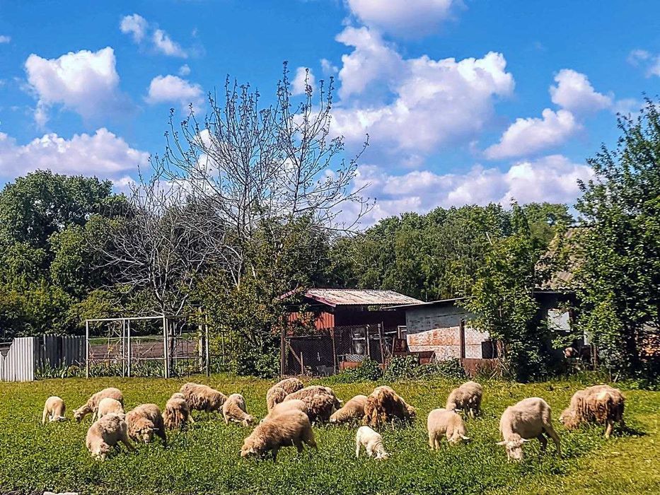 Продаються вівці, ярки, ягнята