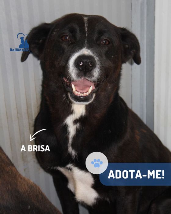 Brisa - cadela porte médio - grande