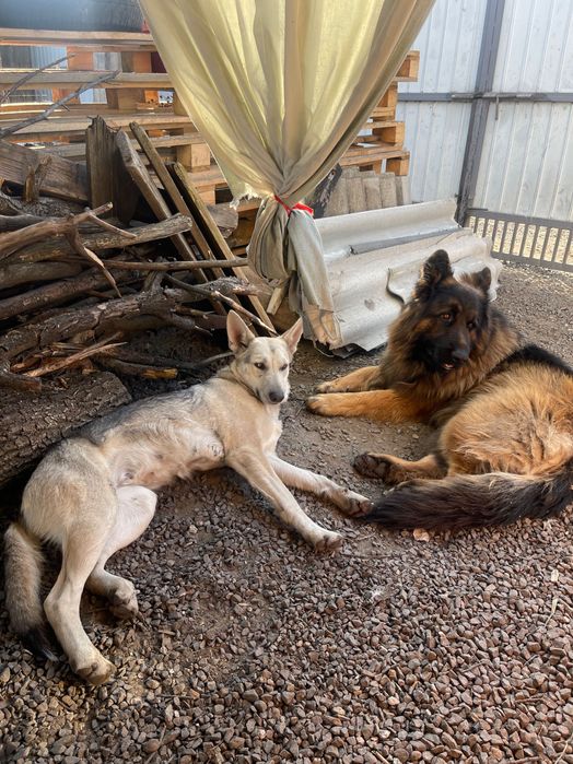 Щенки немецкого овчара и восточно-европейской овчарки