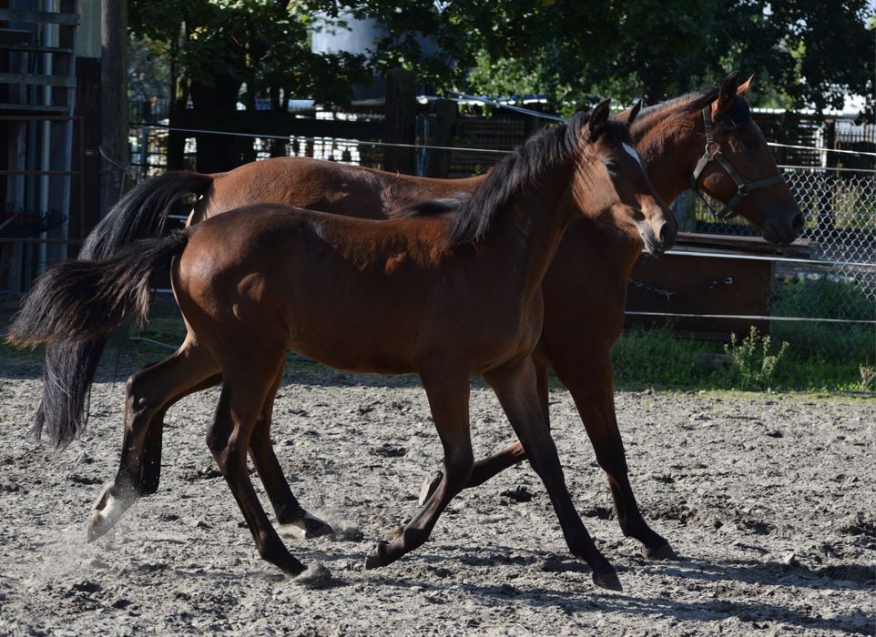 Klaczka małopolska dopłatowa odsadek