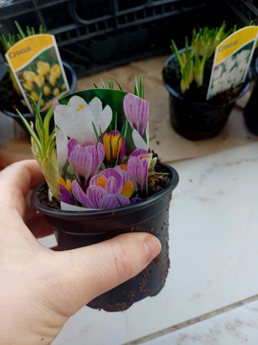 Цибулькові крокуси