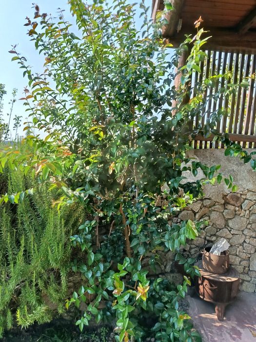 Pitangueiras com 3 anos, a dar fruto. 1,5 m