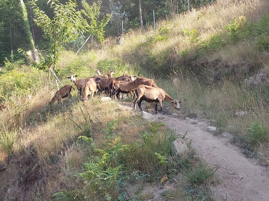 Ovelhas de pêlo não têm lã