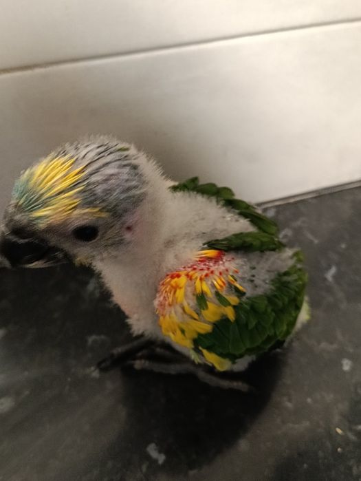 Amazona aestiva bebes