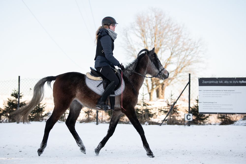 Koń arabski hodowla NK 4lata, wałach