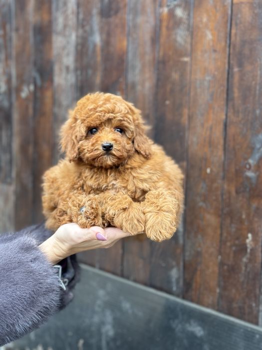 Мальтипу девочка ред браун с доставкоц по украине