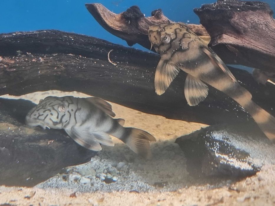 Zbrojnik L 121 Peckoltia Braueri z importu