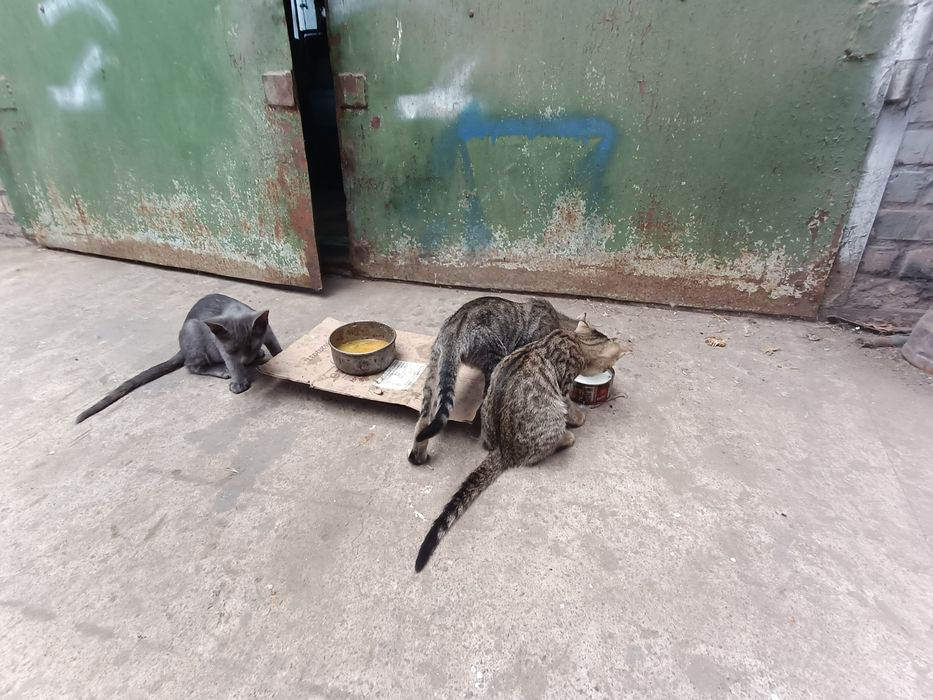 Кошеня є і хлопці і дівчата дуже гарні та ручні домашні тварини