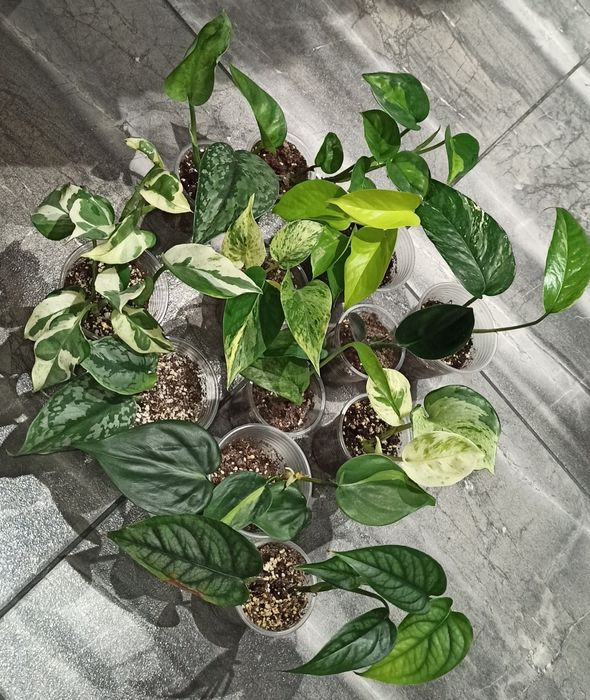 епіпремнум/сциндапсусів/монстера