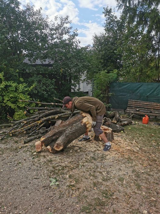 Wycinka drzew bez alpinistyki