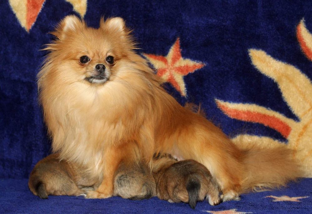 Инструктор по вязке