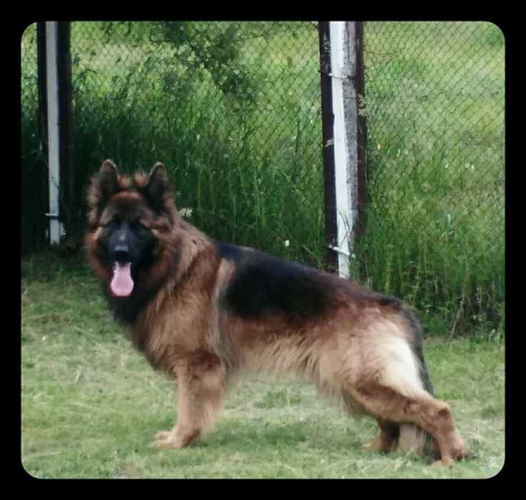 В'язка, німець хлопчик