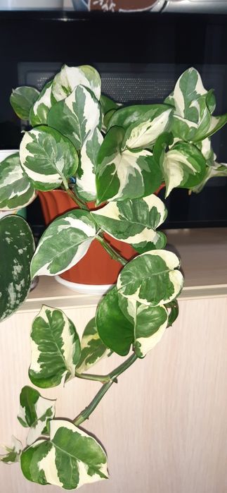 Цветы Сциндапсус епипремнум набор