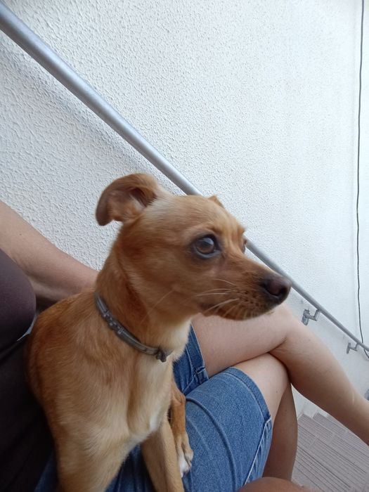 Adoção de animais